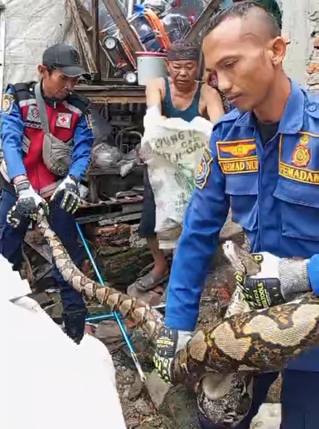 Warga Kampung Tanah Baru Geger, Ular Sanca sepanjang lima Meter Masuk Kandang Ayam