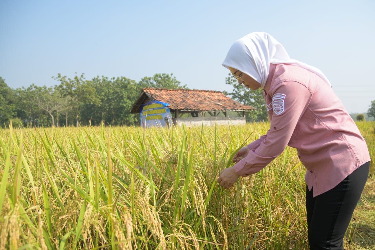 Panen Raya Musim Gadu Sukses, Petani Senang Ambu Anne Ikut Optimis Padi Melimpah