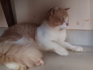 Inilah 5 Perbedaan Antara Kucing Liar dan Kucing Jalanan