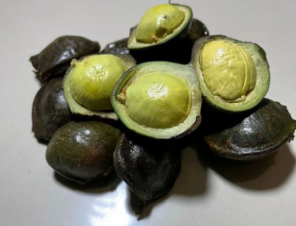 Baru Tau! Ternyata Jengkol Muda Kaya Akan Manfaat Bagi Kesehatan, Apa Saja?