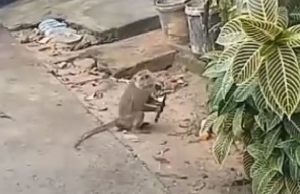 Viral Kawanan Monyet Liar Serbu Pemukiman Warga, Ada yang Megang Pisau!