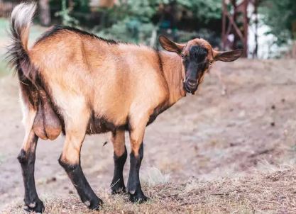 WASPADA! Jangan Terlalu Banyak Mengkonsumsi Torpedo Kambing, Nanti...