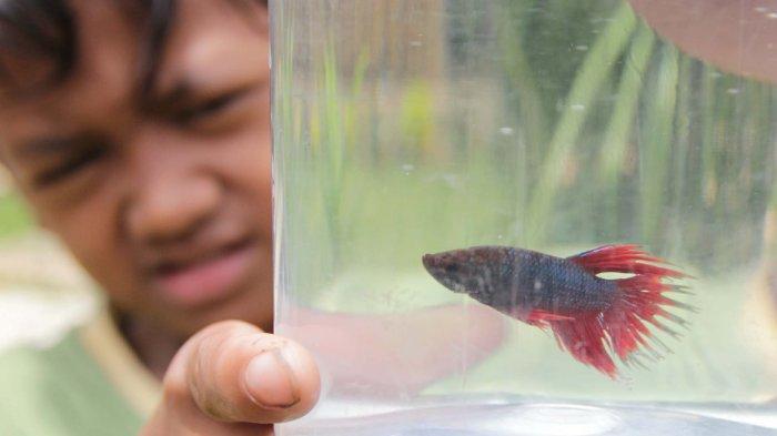 7 Ciri Fisik yang Menandakan Umur Ikan Cupang Sudah Tua
