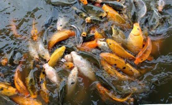 Dinas Perikanan Karawang Imbau Stop Gunakan Ayam Tiren sebagai Pakan Ikan
