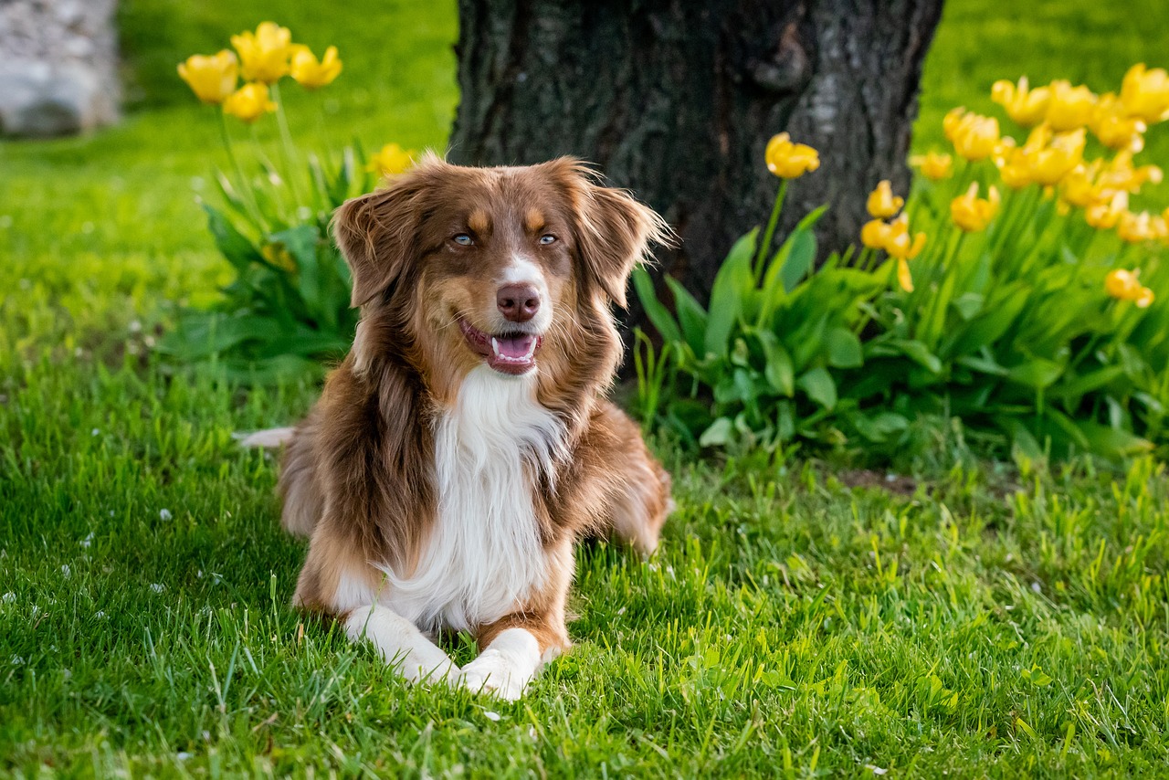 Rentan Sakit, Berikut Tips Merawat Anjing yang Sudah Tua