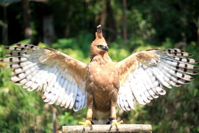 Pemangsa Langit yang Hampir Punah, Padahal Jadi Inspirasi Lambang Garuda, Ada di Karawang