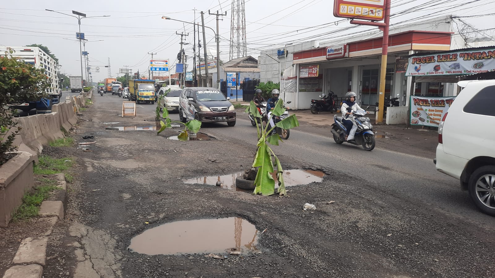 Jalan Pantura Karawang Rusak Parah, Warga Kesal Rame-rame Tanam Pohon Pisang di Tengah Jalan