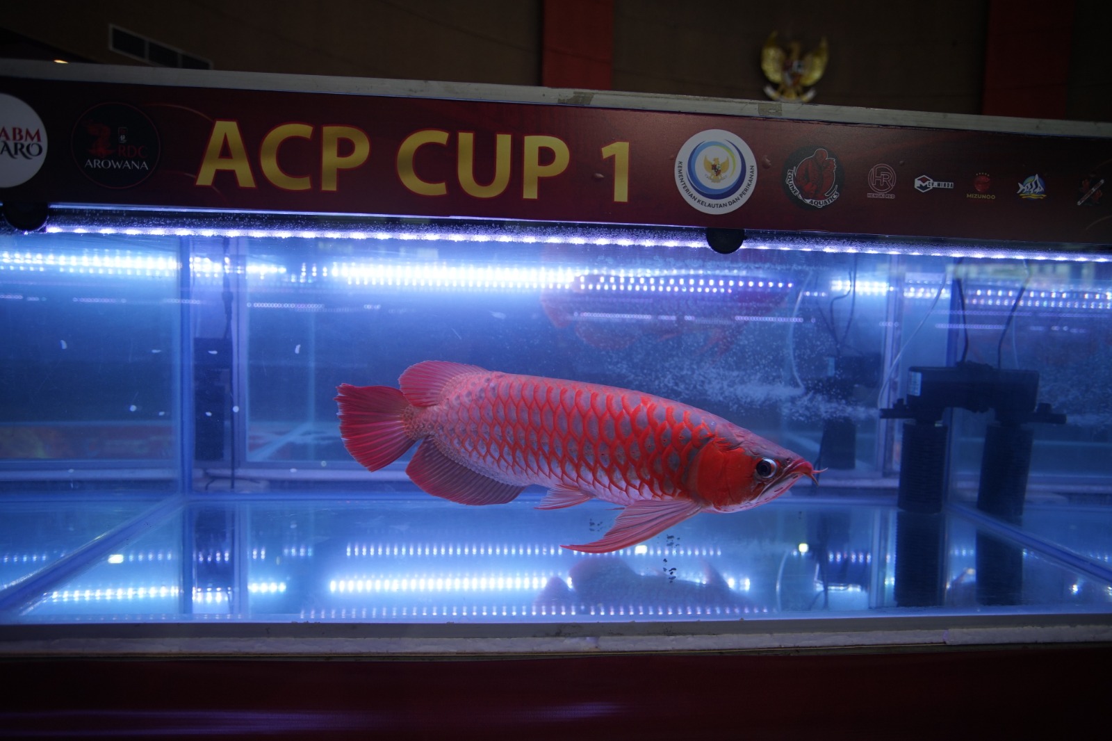 Kontes Ikan Arwana Kalimantan Jadi Ajang promosi 