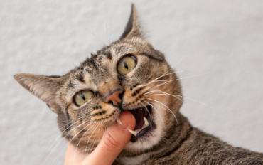 Penyebab Kucing Terinfeksi Rabies Berikut Ciri Ciri yang Membedakanya Dengan Kucing Normal