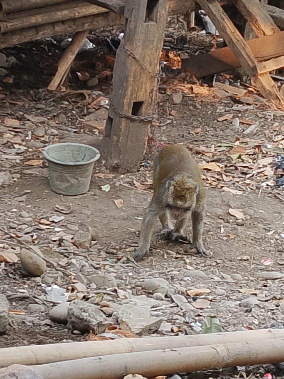 Diduga Stres, Monyet Peliharaan di Klari Lepas dan Gigit Pemilik hingga Dapat 5 Jahitan