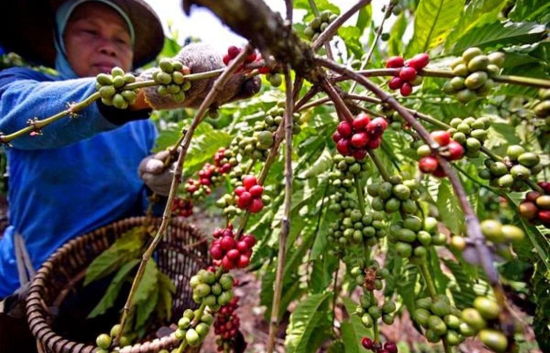 Harga Kopi dan Lada Dunia Mengalami Kenaikan, Pasokan Global Semakin Ketat