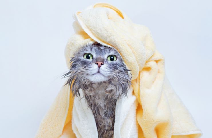10 Cara Memandikan Kucing Tanpa Panik dan Stres, Anabul Auto Kalem!
