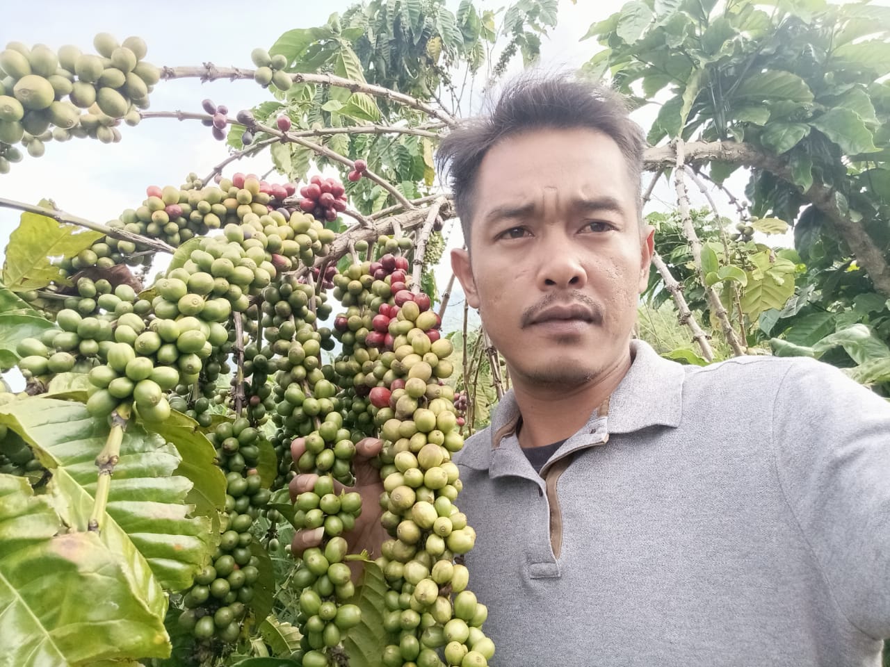 Inspiratif, Aprison Petani Muda Asal Jangkat Timur Sukses Jadi Pebisnis Biji Kopi Robusta