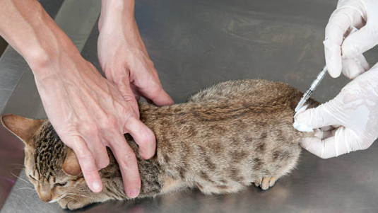 3 Tahapan Kucing Terindikasi Rabies, Berikut Cara Pencegahanya