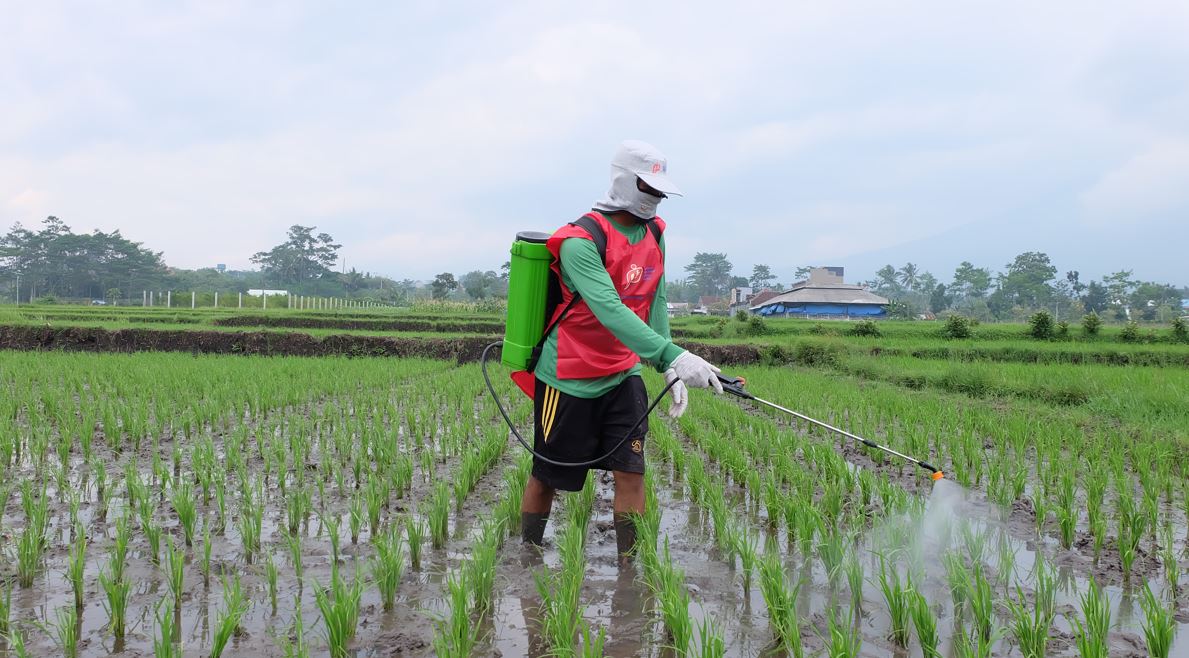 Jumlah Petani di Karawang Tiap Tahun Menurun