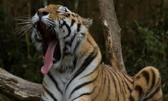 Harimau Sunda, Dulu Raja Hutan Gunung Ciremai, Kini Terancam Punah, Ini 4 Upaya yang Bisa Kita Lakukan