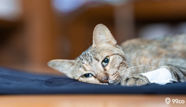 Gak Doyan Makan Sampai Kejang, Ketahui 7 Gejala Kucing Peliharaan yang Akan Mati