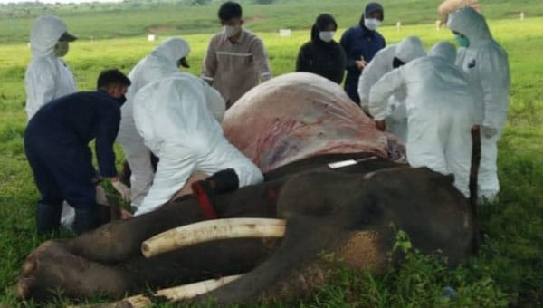 Gajah Jantan Hasil Rescue dan Translokasi dari Palembang, Ditemukan Mati di TNWK 