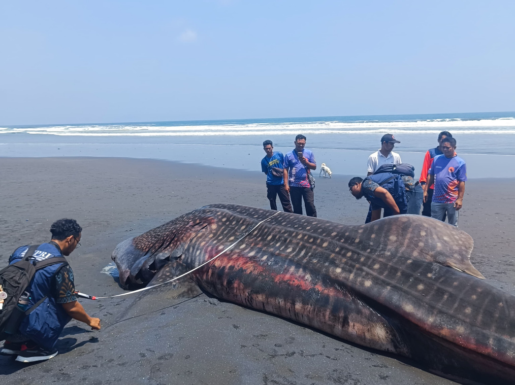 Bangkai Hiu Paus Seberat Satu Ton di Pesisir Pantai Banjar Yeh Kuning Jembrana, Sudah Dikuburkan 