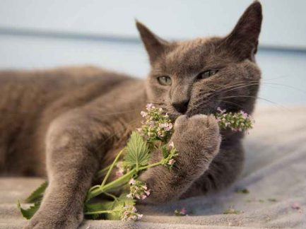 Bikin Kucing mabuk setelah mengendusnya, apa itu daun catnip?