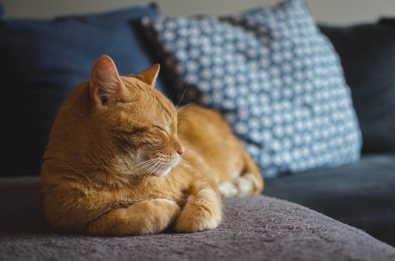 12 Manfaat Pelihara Kucing yang Terbukti Secara Ilmiah, Nomor 7 Bikin Banyak Orang Kaget!