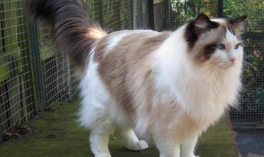 Fakta Menarik Jenis Kucing Ragdoll, Si 'Boneka Cantik Berbulu' yang Menggemaskan