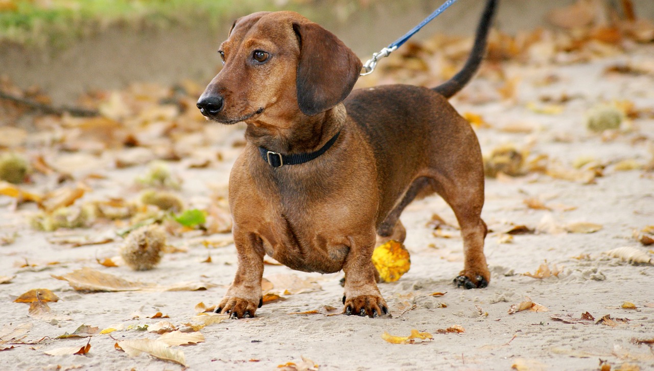 Disebut Anjing Sosis, Berikut 5 Fakta Unik Anjing Dachshund yang Belum Banyak Diketahui Orang