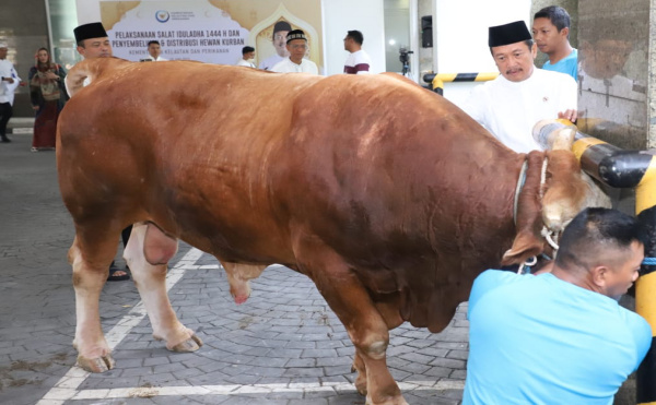 Menteri Trenggono Kurban Sapi Simental 1,2 Ton