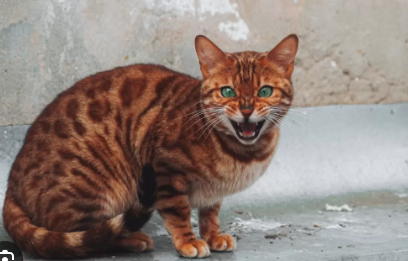 6 Cara Mengatasi Gigitan dan Cakaran Kucing Rabies, Berikut Ciri Ciri Rabies Pada Manusia