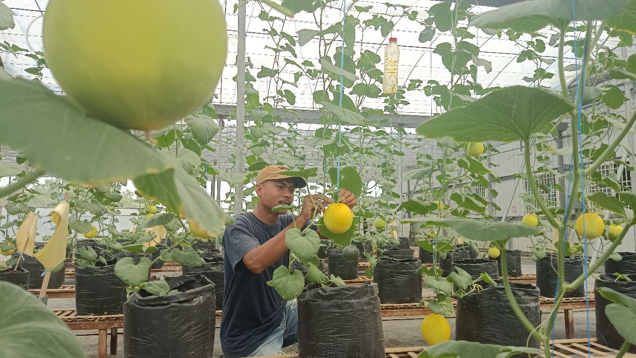 Jalan-Jalan di Perkebunan Taiwan Technical Mission, Mencicipi Lezatnya Melon Crispy Alisha
