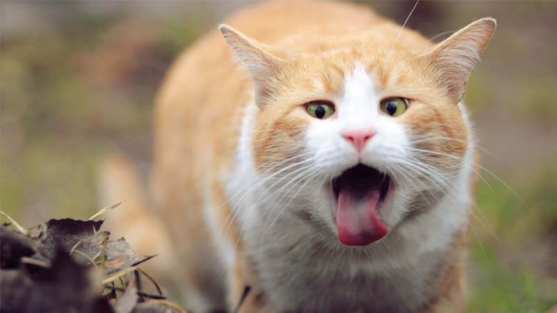 Boleh Gak Sih Kucing Dikasih Makan Nasi? Berikut Dampak Serta Porsi yang Aman