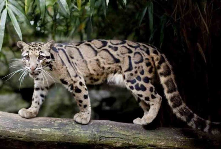 Mengenal Macan Dahan Sunda, Sang Pengintai Hutan Sumatera
