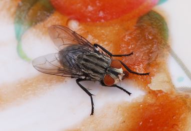 Lakukan Cara Ini Agar Lalat tidak Bertelur Pada Makanan di Dalam Rumah, Bisa Picu Alergi