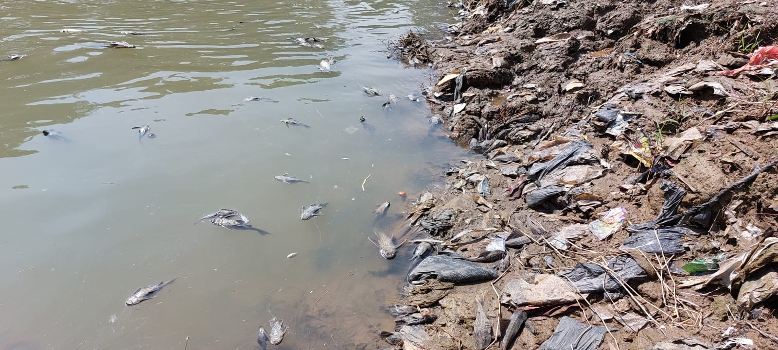 Sungai Cileungsi hingga Bekasi Tercemar Berat Diduga Limbah B3  