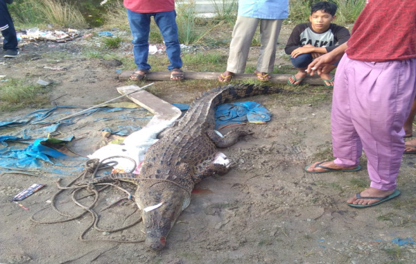 Dua Warga Meranti Tewas Diterkam Buaya Muara Saat Merakit Tual Sagu