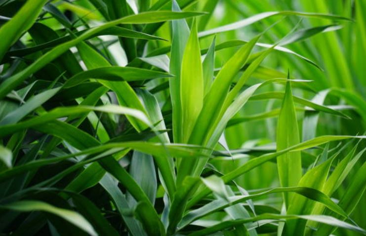 5 Manfaat Daun Suji yang Jarang Diketahui