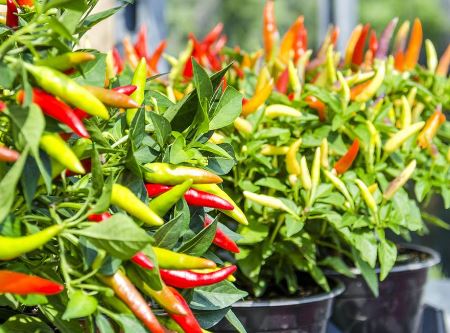 Gawat! Harga Cabe Rawit Merah di Karawang Tembus Rp 100.000