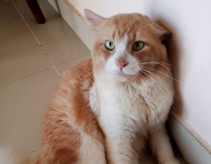 3 Arti Ngeongan Kucing, yang Masih Sering Disalahpahami