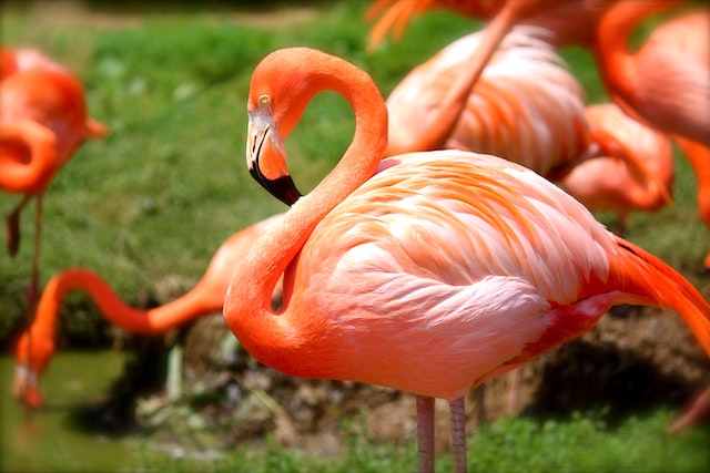 Paling Mencolok dan Anggun di Dunia, Tapi Burung Flaminggo Punya Satu Masalah Besar 