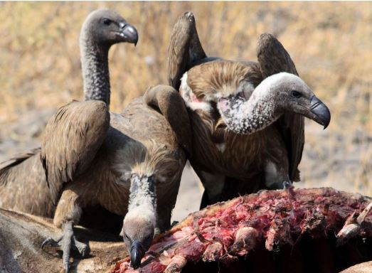 4 Fakta Menarik Burung Hering atau Burung Nasar