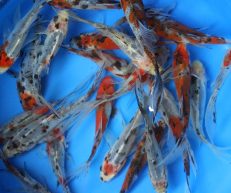 5 Jenis Ikan Mujair Hias Asal Asia Timur Cocok Banget Dipelihara di Akuarium 