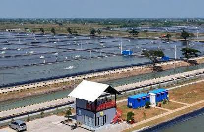 Revitalisasi Ribuan Hektare Tambak di Karawang Dorong Ekonomi dan Ketahanan Pangan