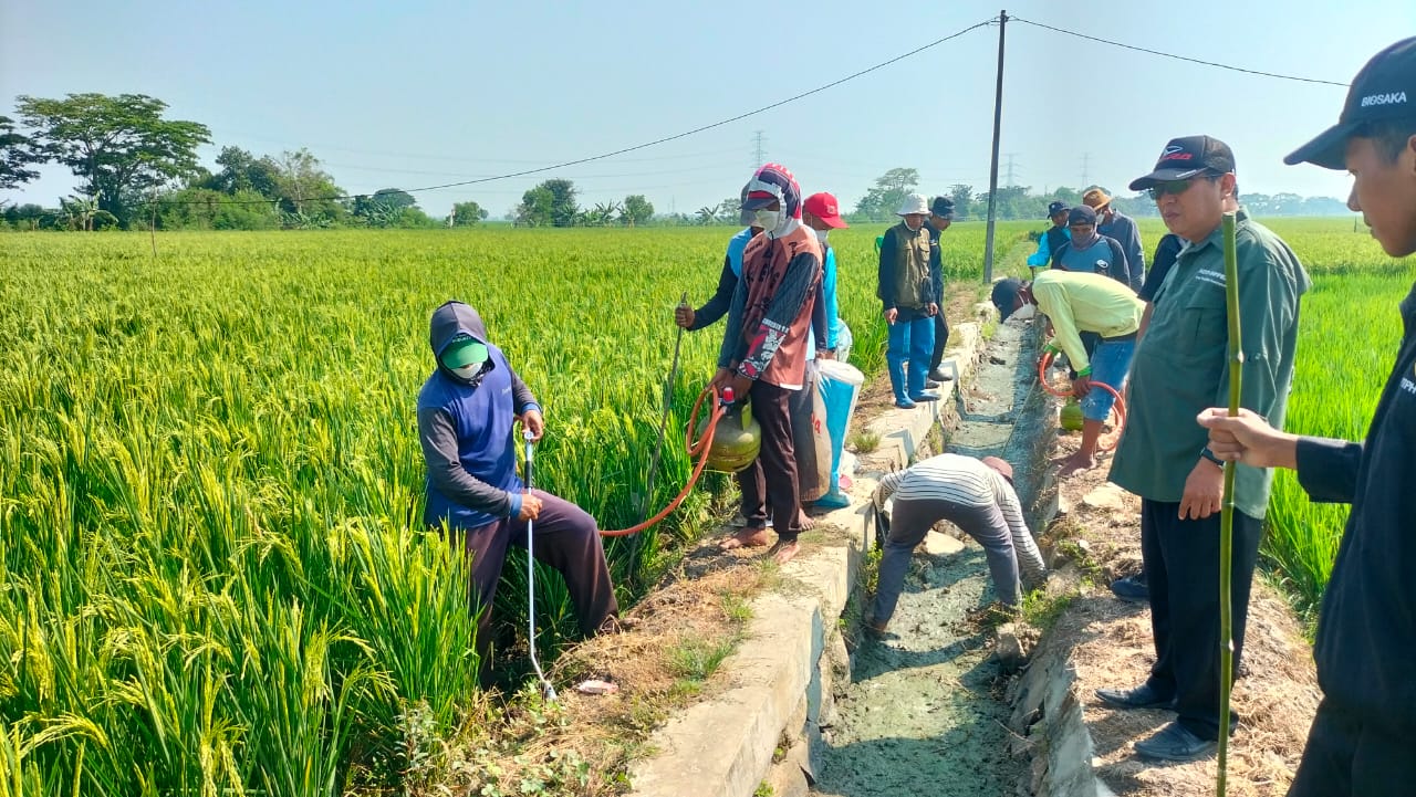 DPKP Karawang: Hingga Agustus 2024, Produksi Padi Baru Mencapai 715.923 Ton