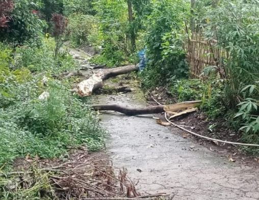 Pulang dari Makam, Tiga Warga Garut Tertimpa Reruntuhan Pohon Tumbang