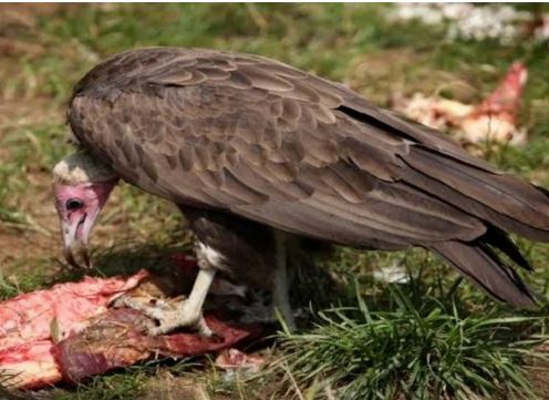 Betulkah Burung Nasar Hanya Makan Bangkai? Simak!