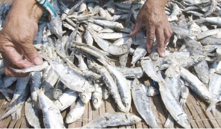 Musim Penghujan Berkepanjangan, Harga Ikan Asin di Pasar Purwakarta Melejit