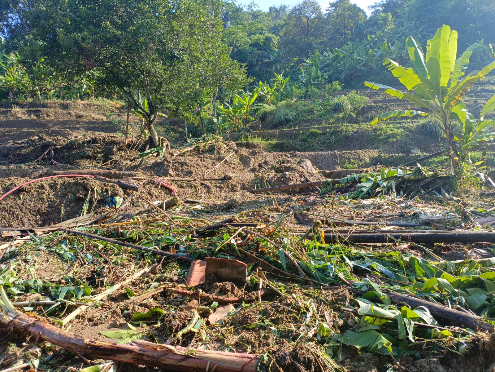 Banjir Bandang di Desa Mekarbuana, Akibatkan Puso di 5 Hektare Sawah, Petani Terancam Gagal Panen