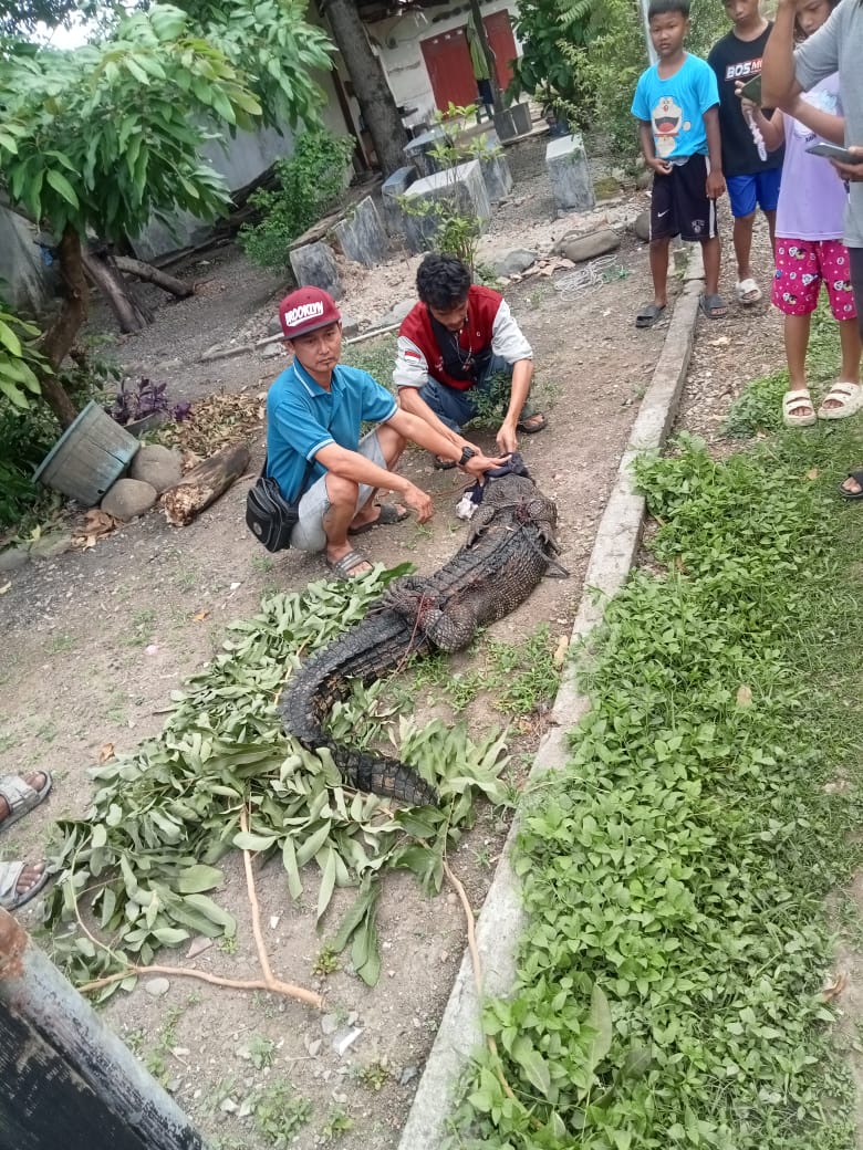 GEGER, Buaya Muncul di Saluran Got, Warga Rengasdengklok: Sudah 2 Kali Muncul 