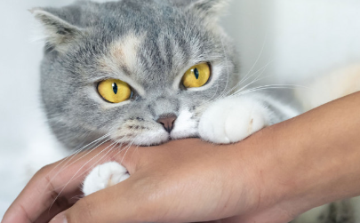Hati-Hati, Kenali 9 Tanda Yang Mampu Mengindikasikan Kucingmu Rabies