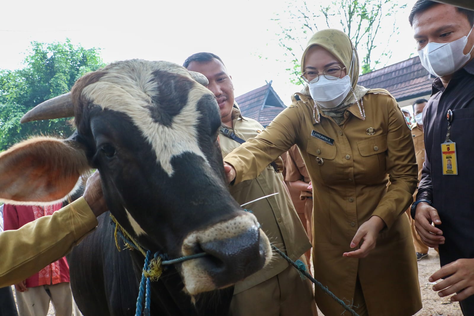 Dua Ekor Sapi dan Satu Kerbau Purwakarta Diserang Penyakit Lato-lato, Ratusan Hewan Ternak Divaksin